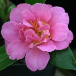 Camellia 'Sasanqua Rosea Plena'
