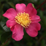Camellia sasanqua 'Sasanqua Rubra'