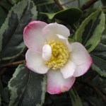 Camellia sasanqua 'Sasanqua Variegata'