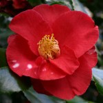 Camellia japonica 'Satanella'