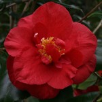 Camellia 'Satan's Robe'