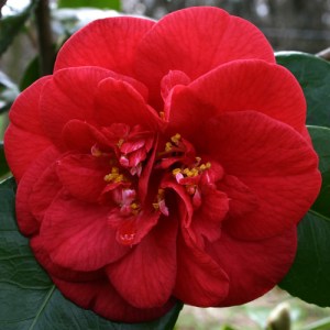 Camellia japonica 'Saturnia'