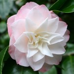 Camellia japonica 'Sawada's Dream'