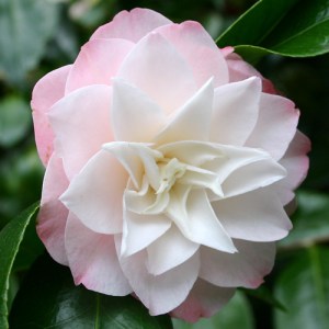 Camellia japonica 'Sawada's Dream'