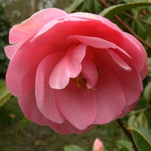 Camellia x williamsii 'Sayonara'