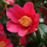 Camellia japonica 'Scented Red'