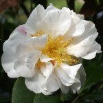 Camellia hybrid 'Scented Sun'