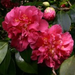 Camellia japonica 'Scentsation'