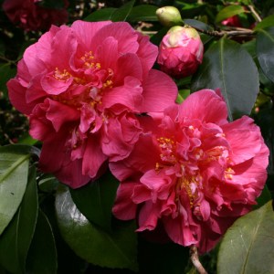 Camellia japonica 'Scentsation'