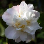 Camellia hybrid 'Scentuous'