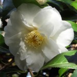 Camellia 'Sea Foam'