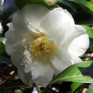 Camellia 'Sea Foam'