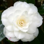 Camellia japonica 'Sea Shell'