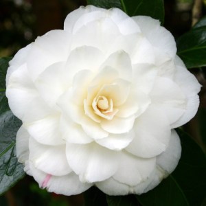 Camellia japonica 'Sea Shell'