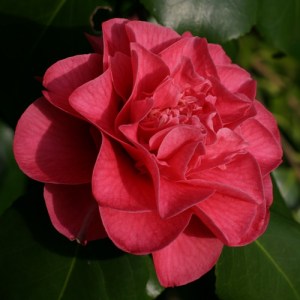 Camellia japonica 'Senator Duncan U. Fletcher'