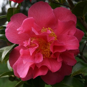Camellia x williamsii 'Senorita'