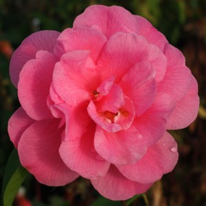 Camellia 'Serendipity'