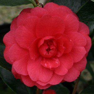 Camellia 'Sethi'