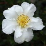 Camellia sasanqua 'Setsugekka'