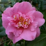 Camellia japonica 'Seventh Heaven'