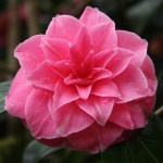 Camellia japonica 'Sheatheri'