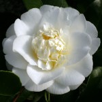 Camellia japonica 'Shiro Chan'