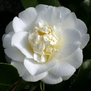 Camellia japonica 'Shiro Chan'