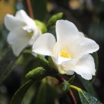 Camellia 'Shiro-wabisuke'