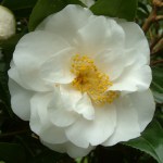 Camellia japonica 'Shirobotan'