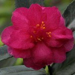 Camellia hiemalis 'Shishigashira'
