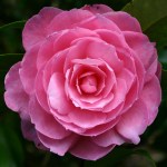 Camellia x williamsii 'Shocking Pink'