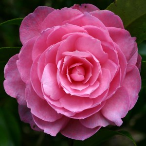 Camellia x williamsii 'Shocking Pink'