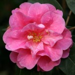 Camellia reticulata 'Shot Silk'