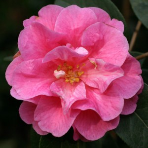 Camellia reticulata 'Shot Silk'