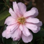 Camellia 'Show Girl'