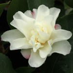 Camellia hiemalis 'Shôwa-no-sakae'