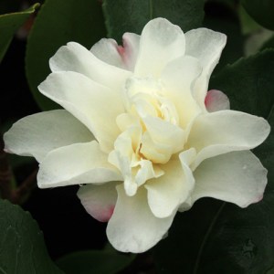 Camellia hiemalis 'Shôwa-no-sakae'
