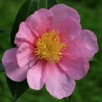 Camellia 'Show Girl'