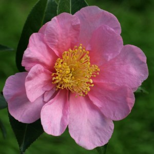 Camellia 'Show Girl'