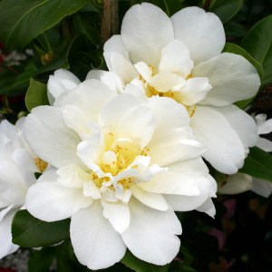 Camellia japonica 'Silver Anniversary'