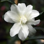 Camellia sasanqua 'Silver Dollar'