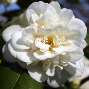 Camellia japonica 'Silver Ruffles'