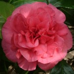 Camellia japonica 'Simeon'