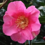 Camellia x williamsii 'Simon Bolitho'