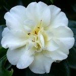Camellia japonica 'Simplicity' (Australia)