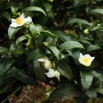 Camellia sinensis