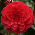 Camellia japonica 'Sir Victor Davies'