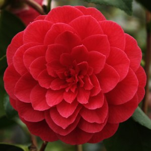 Camellia japonica 'Sir Victor Davies'