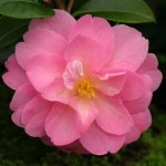 Camellia pitardii 'Snippet'