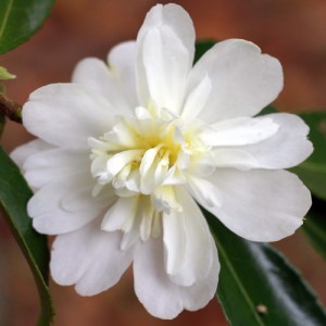 Camellia 'Snow Flurry'